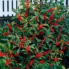 Nellie R. Stevens Evergreen Shrub - Live Plant, Red Berries, 6-12in Tall, 2.5in Pot, Outdoor - Image 1