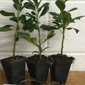 Nellie R. Stevens Evergreen Shrub - Live Plant, Red Berries, 6-12in Tall, 2.5in Pot, Outdoor - Image 6