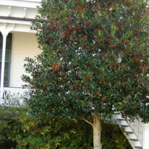 Nellie R. Stevens Evergreen Shrub - Live Plant, Red Berries, 6-12in Tall, 2.5in Pot, Outdoor - Image 9