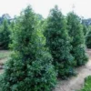 Nellie R Stevens Holly Live Plant - 10-Pack, 2.5" Pot - Outdoor Evergreen Shrub - Image 1