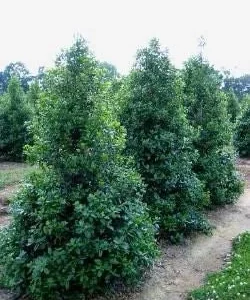 Nellie R Stevens Holly Live Plant - 10-Pack, 2.5" Pot - Outdoor Evergreen Shrub - Image 1