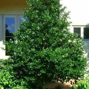Nellie R Stevens Holly Live Plant – 2.5 inch Pot – Evergreen Shrub – Outdoor - Image 1