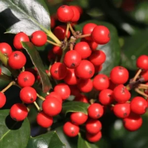 Nellie R. Stevens Holly Live Plant - Quart Pot - Evergreen Shrub - Fast Growing - Image 2