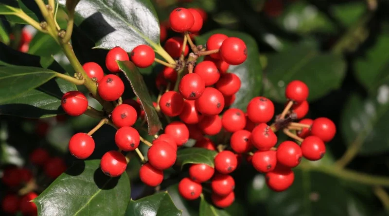 Nellie R. Stevens Holly Live Plant - Quart Pot - Evergreen Shrub - Fast Growing - Image 2