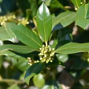 Nellie R. Stevens Holly Live Plant - Quart Pot - Evergreen Shrub - Fast Growing - Image 4