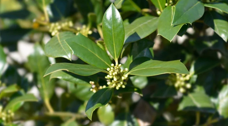 Nellie R. Stevens Holly Live Plant - Quart Pot - Evergreen Shrub - Fast Growing - Image 4