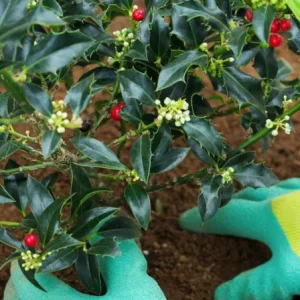 Nellie R. Stevens Holly Live Plant - Quart Pot - Evergreen Shrub - Fast Growing - Image 5