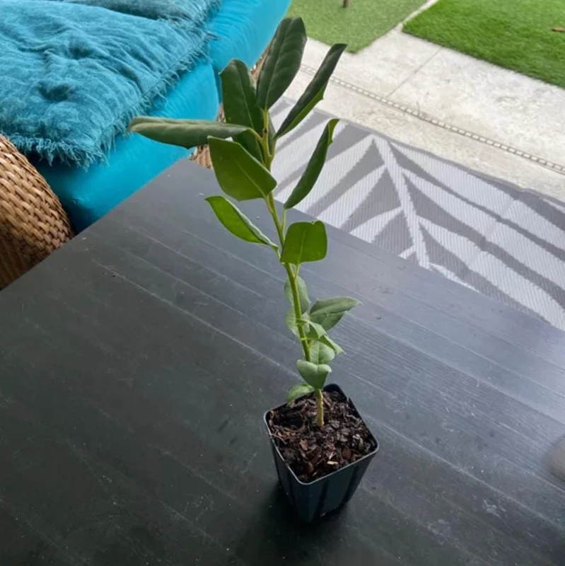 Nellie R. Stevens Holly Live Plant - Quart Pot - Evergreen Shrub - Fast Growing - Image 6