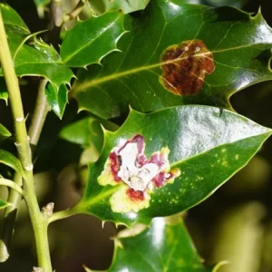 Nellie R. Stevens Holly Live Plant - Quart Pot - Evergreen Shrub - Fast Growing - Image 7