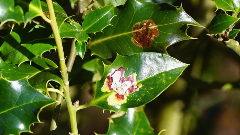 Nellie R. Stevens Holly Live Plant - Quart Pot - Evergreen Shrub - Fast Growing - Image 7