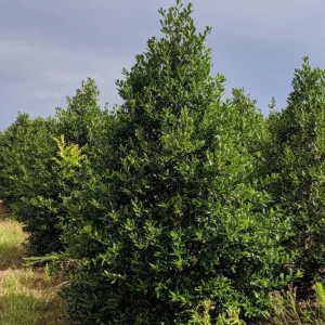 Nellie R. Stevens Holly Live Plant - Quart Pot - Evergreen Shrub - Fast Growing - Image 8