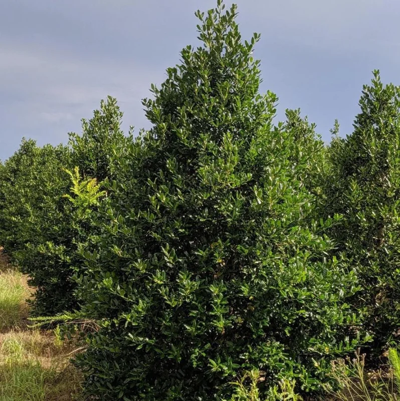 Nellie R. Stevens Holly Live Plant - Quart Pot - Evergreen Shrub - Fast Growing - Image 8