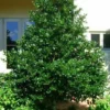 Nellie R Stevens Holly Shrub Live Plant – Quart Pot – Outdoor Evergreen - Image 1