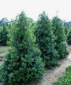 Nellie R Stevens Holly Shrub Live Plant – Quart Pot – Outdoor Evergreen - Image 2