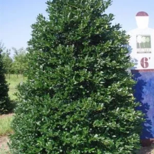 Nellie R Stevens Holly Shrub Live Plant – Quart Pot – Outdoor Evergreen - Image 3
