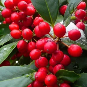 Nellie R. Stevens Rose Live Plant – Set of 3 Seedlings – 6–12