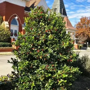 Nellie R. Stevens Rose Live Plant – Set of 3 Seedlings – 6–12