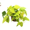 Neon Cordatum Live Plant – 6 inch Potted Philodendron – Indoor Plant - Image 1