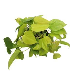 Neon Cordatum Live Plant – 6 inch Potted Philodendron – Indoor Plant - Image 2