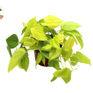 Neon Cordatum Live Plant – 6 inch Potted Philodendron – Indoor Plant - Image 1