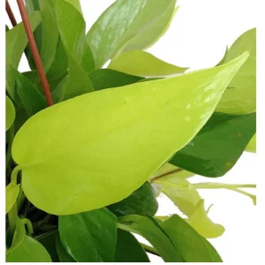 Neon Devil's Ivy Pothos Live Plant – 3.5
