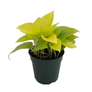 Neon Devil's Ivy Pothos Live Plant – 3.5" Pot – Epipremnum – Indoor - Image 1