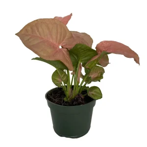 Neon Pink Robusta Arrowhead Plant - Syngonium Live Plant - 4 inch Pot - Image 2