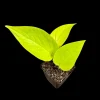 Neon Pothos Live Plant - 2 inch Pot - Easy Care Yellow Foliage Indoor Vining Plant - Image 1
