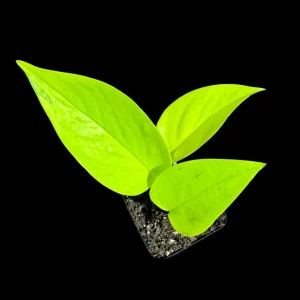 Neon Pothos Live Plant - 2 inch Pot - Easy Care Yellow Foliage Indoor Vining Plant - Image 2