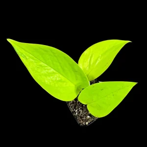 Neon Pothos Live Plant - 2 inch Pot - Easy Care Yellow Foliage Indoor Vining Plant - Image 4