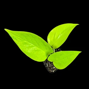 Neon Pothos Live Plant - 2 inch Pot - Easy Care Yellow Foliage Indoor Vining Plant - Image 5