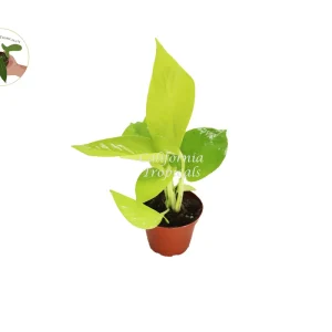 Neon Pothos Live Plant – 2.5 inch Pot – Easy Care Indoor Houseplant - Image 1