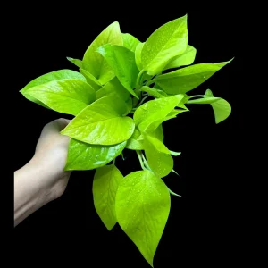 Neon Pothos Live Plant – 4 inch Nursery Pot – Easy Care Indoor Houseplant - Image 2