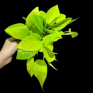 Neon Pothos Live Plant – 4 inch Nursery Pot – Easy Care Indoor Houseplant - Image 3