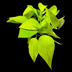 Neon Pothos Live Plant – 4 inch Nursery Pot – Easy Care Indoor Houseplant - Image 6