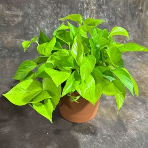 Neon Pothos Live Plant - 6 inch Decorative Pot - Easy Care Houseplant Indoor - Image 3