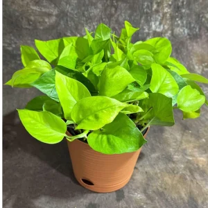 Neon Pothos Live Plant - 6 inch Decorative Pot - Easy Care Houseplant Indoor - Image 1