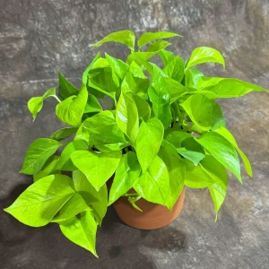 Neon Pothos Live Plant - 6 inch Decorative Pot - Easy Care Houseplant Indoor - Image 4