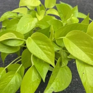 Neon Pothos Live Plant – 6 inch Pot – Indoor Houseplant with Bright Foliage - Image 2