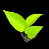 Neon Pothos Live Plant – Easy Care Indoor Houseplant – Nursery Pot - Image 1