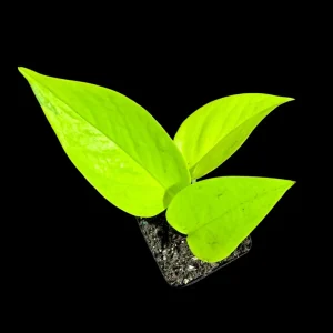 Neon Pothos Live Plant – Easy Care Indoor Houseplant – Nursery Pot - Image 1