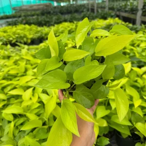 Neon Pothos Live Plant in 6 inch Nursery Pot - Indoor Low Light Houseplant - Image 2