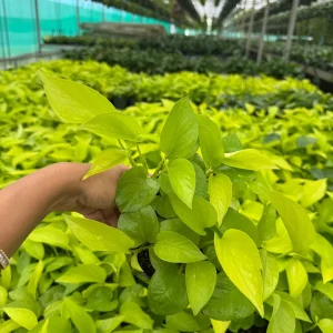 Neon Pothos Live Plant in 6 inch Nursery Pot - Indoor Low Light Houseplant - Image 3