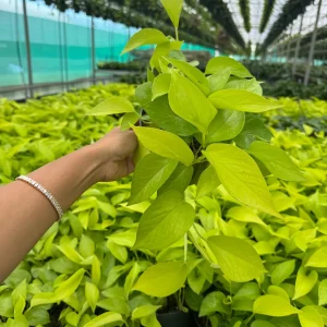 Neon Pothos Live Plant in 6 inch Nursery Pot - Indoor Low Light Houseplant - Image 6