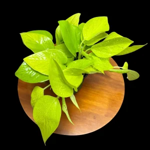 Neon Pothos Live Plant – Indoor Houseplant – 4 inch Nursery Pot – Easy Care Low Light - Image 4