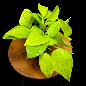 Neon Pothos Live Plant – Indoor Houseplant – 4 inch Nursery Pot – Easy Care Low Light - Image 5