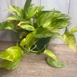 Neon Queen Pothos Live Plant – 6 Inch Pot – Epipremnum – Indoor Houseplant - Image 2