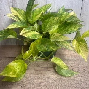 Neon Queen Pothos Live Plant – 6 Inch Pot – Epipremnum – Indoor Houseplant - Image 3