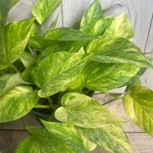 Neon Queen Pothos Live Plant – 6 Inch Pot – Epipremnum – Indoor Houseplant - Image 1