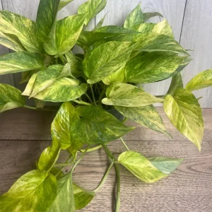 Neon Queen Pothos Live Plant – 6 Inch Pot – Epipremnum – Indoor Houseplant - Image 8